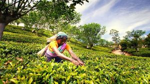 Title Business Idea: चाय की पत्ती का बिजनेस बना सकता है आपको लखपति!, घर बैठे इस तरह करें धंधे की शुरुआत