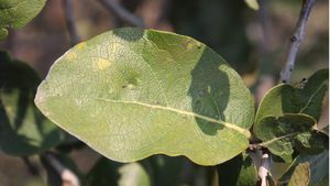 मोहन सरकार ने मध्य प्रदेश में बढ़ाई तेंदू पत्ता संग्रहण दर, जानिए कितने रुपए प्रति बोरा की गई