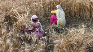 Haryana News: हरियाणा सरकार किसानों से गेंहू, चना और सरसों की करेगी खरीद, जानिए किस दाम में खरीदेंगी फसलें