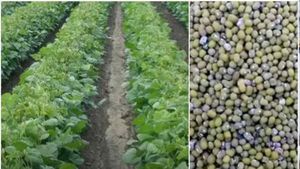 यूपी की योगी सरकार मूंग की खेती पर दे रही 50 प्रतिशत की सब्सिडी, जानें कैसे करें अप्‍लाई 