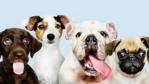 Pet Insurance: अपने पेट्स की सुरक्षा के लिए जरूर करवाएं ये इंश्योरेंस, जानें कितना आएगा मासिक खर्च 