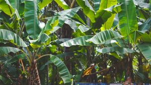 Business Idea: केले के पेड़ से आप बन सकते हैं करोड़पति, जैविक खाद से बनें मालामाल