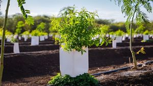 Sandalwood farming: क्या आप भी बनना चाहते हैं करोड़पति? इस पेड़ से होने लगेगी शानदार कमाई, ऐसे करें खेती