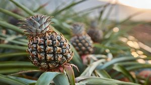 Business Idea : अनानास की खेती से बन सकते हैं लखपति, जानिए कैसे करें मोटी कमाई 