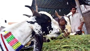 Bakrid 2024: भारत में किस दिन मनाई जाएगी बकरीद, ये है बकरीद का इतिहास, इसलिए करते हैं कुर्बानी  