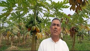 Success Story: रिटायर्ड सैनिक ने मेहनत से बदली तकदीर, पपीता किसान बन कमा रहे लाखों