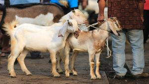 Bakrid 2024: बकरीद से पहले बाजारों मे चढ़ी रौनक, लाखों में बिक रहें है बकरे, आखिर क्यों दी जाती है कुर्बानी 