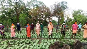 CG: बस्तर के इन जिलों में तेन्दूपत्ता संग्राहकों को मिलेगा नगद भुगतान, सीएम विष्णुदेव साय ने जारी किया निर्देश