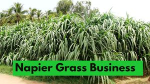 Business Idea: बरसात में कमाई का सुनहरा मौका, एक बार इनवेस्टमेंट करें और 5 साल तक कमाएं पैसे