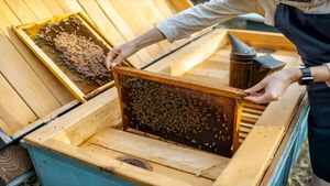  Success Story: मधुमक्खी के बिजनेस ने बनाया लखपति, 21 बॉक्स से शुरू किया था बिजनेस 