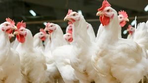 Business Idea : मुर्गी पालन का बिजनेस शुरू करके कमा सकते हैं अच्छा पैसा, ऐसे करना होगा स्टार्ट 