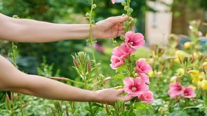 किसानों के लिए खुशखबरी! फल-फूल की खेती पर ये सरकार दे रही है तगड़ी सब्सिडी, ये है अप्लाई करने का आसान तरीका