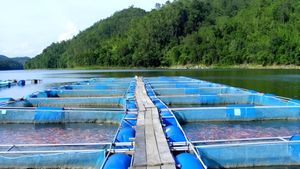 मछली पालन के लिए सरकार दे रही है 3 लाख रुपये तक का लोन, इन डॉक्यूमेंट्स की पड़ेगी जरूरत, ऐसे करें अप्लाई