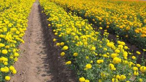 बिहार सरकार ने दी खुशखबरी, गेंदे के फूलों की खेती पर मिल रही 70% सब्सिडी, 3 से 4 लाख की कमाई होगी पक्की