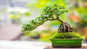 Business Idea: पेड़ लगाओ पैसा कमाओ; 5 साल में तैयार होता है ये पेड़, लाखों में है बिकता  