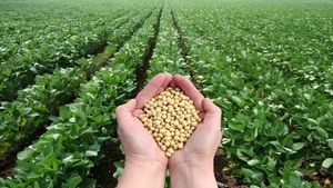 Soybean MSP: बड़ी खबर ! केंद्र सरकार ने किया ऐलान, इन राज्यों में MSP में होगी सोयाबीन की खरीद, देखें लिस्ट
