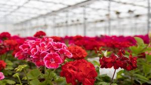 Business idea For Farmers: कमाल का है ये बिजनेस आइडिया, किसानों की हर महीने होगी मोटी कमाई 