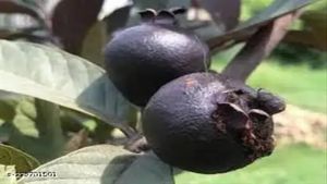 Business Ideas: किसानों के लिए बेहतरीन बिजनेस आइडिया, 30 से 35 साल तक होगी अंधाधुंध कमाई