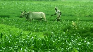 Business Idea: किसान भाई-बहनों के लिए बेहतरीन बिजनेस आइडिया, 70 साल तक चलता रहेगा ये बिजनेस, ऐसे करें शुरुआत