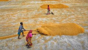 PM किसान की 21वीं किस्त आज होगी जारी, अकाउंट में आएंगे 2 हजार रुपये, ल‍िस्‍ट में आपका नाम है या नहीं?