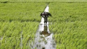 PM Fasal Bima Yojana: किसानों के लिए बड़ी राहत! पहली बार जलभराव और जानवरों से फसल नुकसान पर मिलेगा मुआवजा