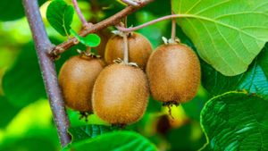 New Zealand Kiwi Price: FTA के बाद सस्ती होगी कीवी? जानें कितनी घट सकती है कीमत