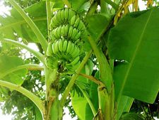 നേന്ത്രപ്പഴത്തിന് പൊള്ളുന്ന വില 