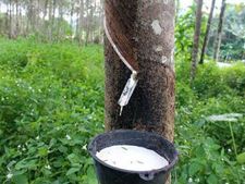 റബ്ബർ വിലയിൽ വൻ ഇടിവ്; കർഷകർക്ക് തിരിച്ചടി