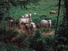 മധ്യപ്രദേശ് സര്‍ക്കാര്‍ 300 'സ്മാര്‍ട്ട്' പശുത്തൊഴുത്തുകൾ നിര്‍മിക്കാനൊരുങ്ങുന്നു
