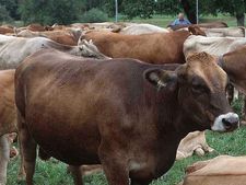 കർഷകർക്ക് പലിശയില്ലാതെ വായ്പ നേടാം, പശു കിസാൻ ക്രെഡിറ്റ് കാർഡ് പദ്ധതിയെക്കുറിച്ച് അറിയാം