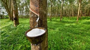 റബർ വില ഉയർന്ന നിലയിൽ; നേരിയ ആശ്വാസത്തില്‍ കര്‍ഷകര്‍, വിപണിയിലും ആത്മവിശ്വാസം