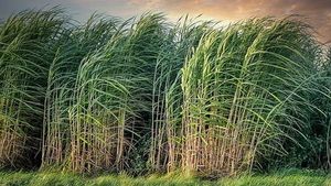 എഥനോളിന് ഡിമാന്‍ഡ് കൂടുന്നു; ഈ ഡിസ്റ്റിലറി കമ്പനിക്ക് വളര്‍ച്ചാ അവസരം, ടാര്‍ഗറ്റ് വില 477 രൂപ!