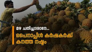 ഇത്തവണ പൈനാപ്പിൾ കർഷകർക്ക് കനത്ത നഷ്ടം, മൺസൂൺ നേരത്തെ എത്തിയതോടെ കളി കാര്യമായി; വില ഇടിയുന്നു