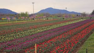 വസന്തത്തിന്റെ നിറവില്‍ കശ്മീര്‍; തുലിപ്പ് ഫെസ്റ്റിവലില്‍ പങ്കെടുക്കാം, ഇത് സന്ദര്‍ശനത്തിന് പറ്റിയ സമയം