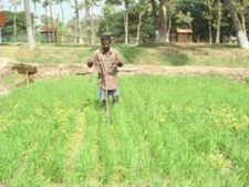 மழை இல்லை, மேட்டூர் நீரும் இல்லை, மின்சாரமும் இல்லை-தமிழகத்தில் நெல் விளைச்சல் கடும் பாதிப்பு
