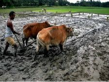 விவசாயப் பொருட்களுக்கான குறைந்தபட்ச ஆதரவு விலையை ஆய்வு செய்ய குழு : மத்திய அரசு 