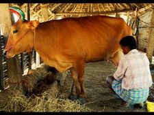 பாலின் கொள்முதல் விலை அதிகரிப்பு!!! மகிழ்ச்சியில் விவசாயிகள்... 