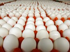 முட்டை விலை 5 காசுகள் உயர்வு.. 100 முட்டையின் விலை 350 ரூபாயாக நிர்ணயம்: என்இசிசி