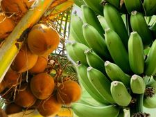 தேங்காய், வாழை உற்பத்தியில் கேரளாவை முந்தியது தமிழ்நாடு..! 