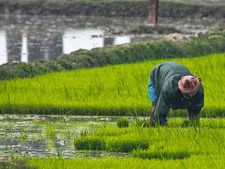 பட்ஜெட்டிற்கு முன்பு விவசாய துறை சார்ந்த எந்தெந்த நிறுவன பங்குகளை வாங்கலாம்..! 