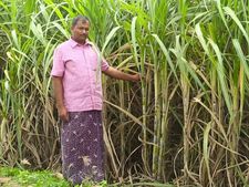 கரும்பு விவசாயிகளுக்கு நிலுவை தர சர்க்கரை ஆலைகளுக்கு நிதி: அமைச்சரவை ஒப்புதல் 
