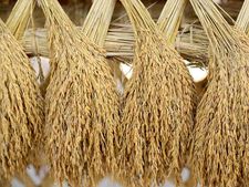 அரிசி உமியை வைத்துப் பணம் சம்பாதிப்பது எப்படி..? 