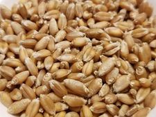 கோதுமை மீதான குறைந்தபட்ச ஆதரவு விலையினை 6% உயர்த்தி மத்திய அரசு அதிரடி! 