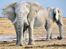 18 பேரைக் கொன்ற வெள்ளை யானை, யானைக்கான செலவு 1.46 லட்சம் கோடி ரூபாய்..!