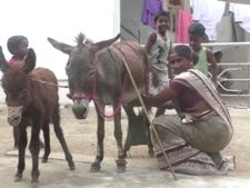 கழுதைப்பால்... குடிச்சு பார்... நோய் போயிடும் பார்... ரூ.50க்கு கழுதைப்பால் விற்பனை அமோகம் 