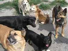 Freddie Mack-ஐ மதிய உணவாக உண்ட 18 நாய்கள்! குழந்தை போல் வளர்த்த நாய்களே வினையாகிவிட்டதே..! 