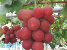 Ruby Roman Grapes: ஒரு கொத்து திராட்சைக்கு ரூ. 7.5 லட்சமா..? உலக சாதனை படைத்த திராட்சை பழம்..! 