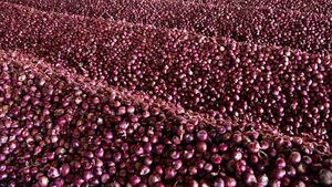 தாறுமாறாக ஏறும் வெங்காயத்தின் விலை.. காரணம் இதுதான்னா நம்புவீங்களா? 