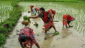 அம்மாடியோவ்.. கடந்த 10 வருடத்தில் தள்ளுபடி செய்யப்பட்ட விவசாய கடன் ரூ.4.7 லட்சம் கோடி! 