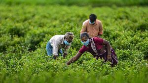 இந்திய பொருளாதார வளர்ச்சிக்கு பெரும் நம்பிக்கையாக மாறும் விவசாயம்..! 